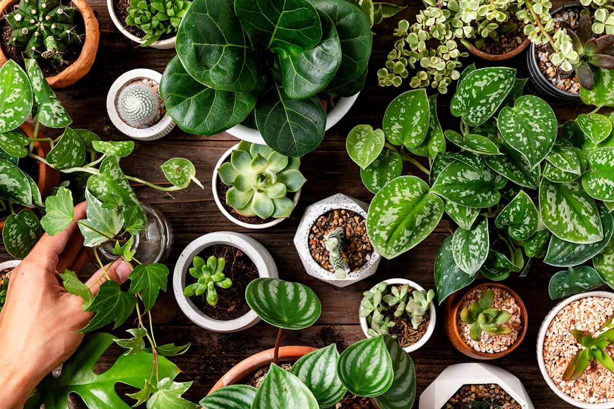 Why Should You Teach Your Kids Gardening? 5 Reasons Why_